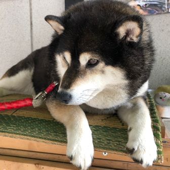 にゃー