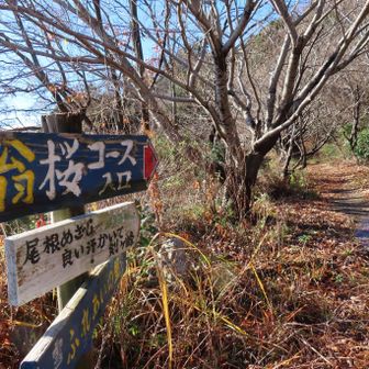 翁(おきな)桜コース入口
ここが登山口になります。桜並木になっていました。