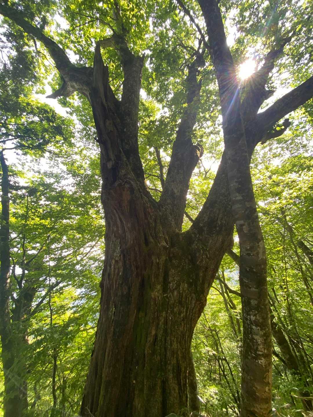 上の原駐車場登山口-南木曽岳 往復コースの写真