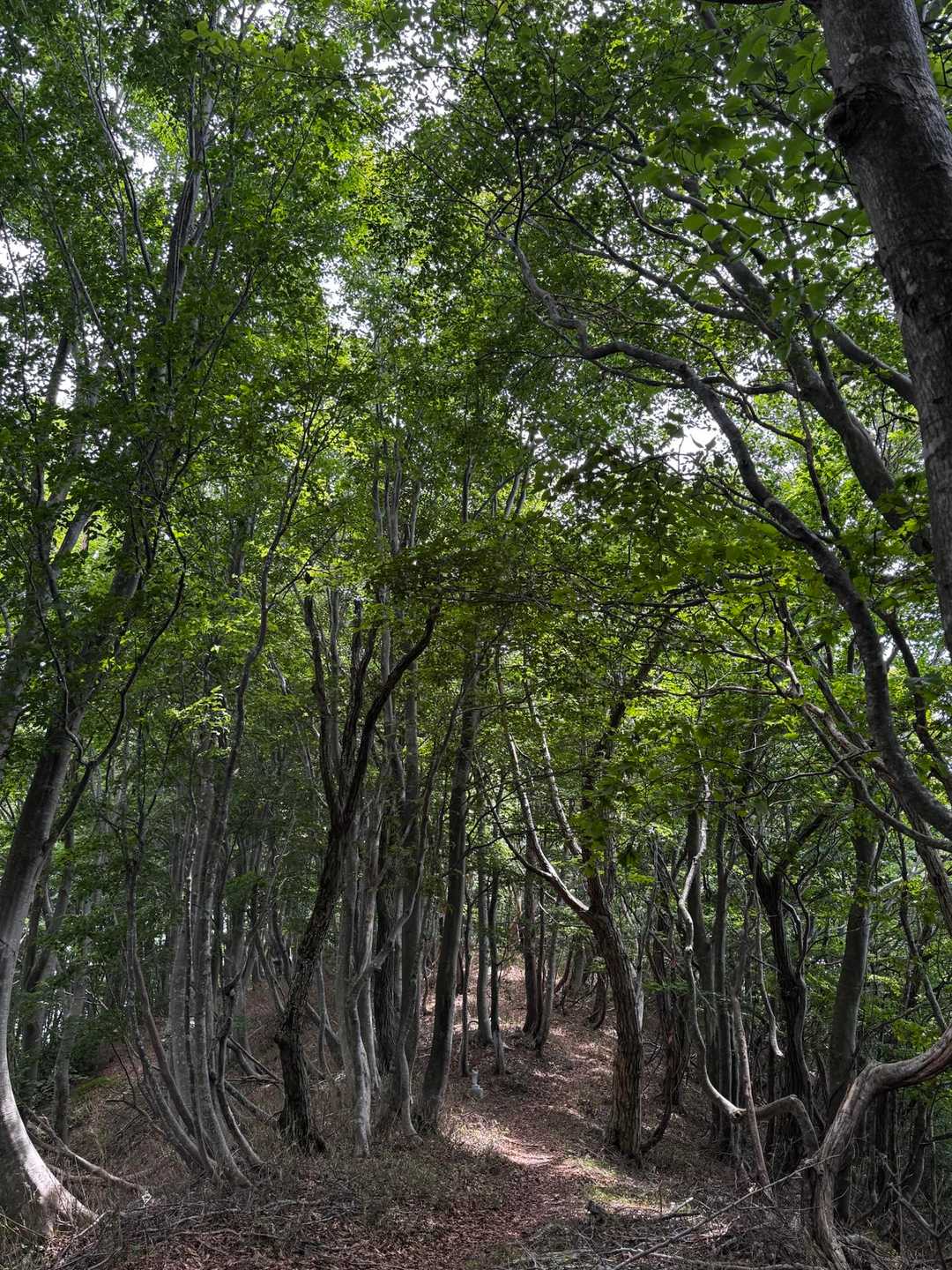 花立峠-越知山 往復コースの写真