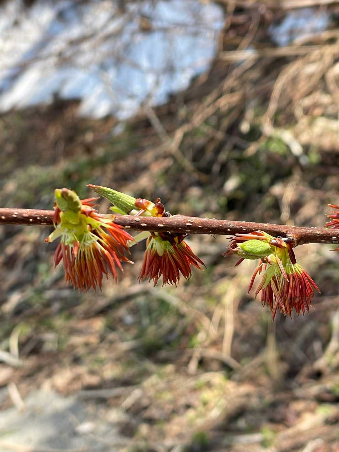 これなんのお花だろう…