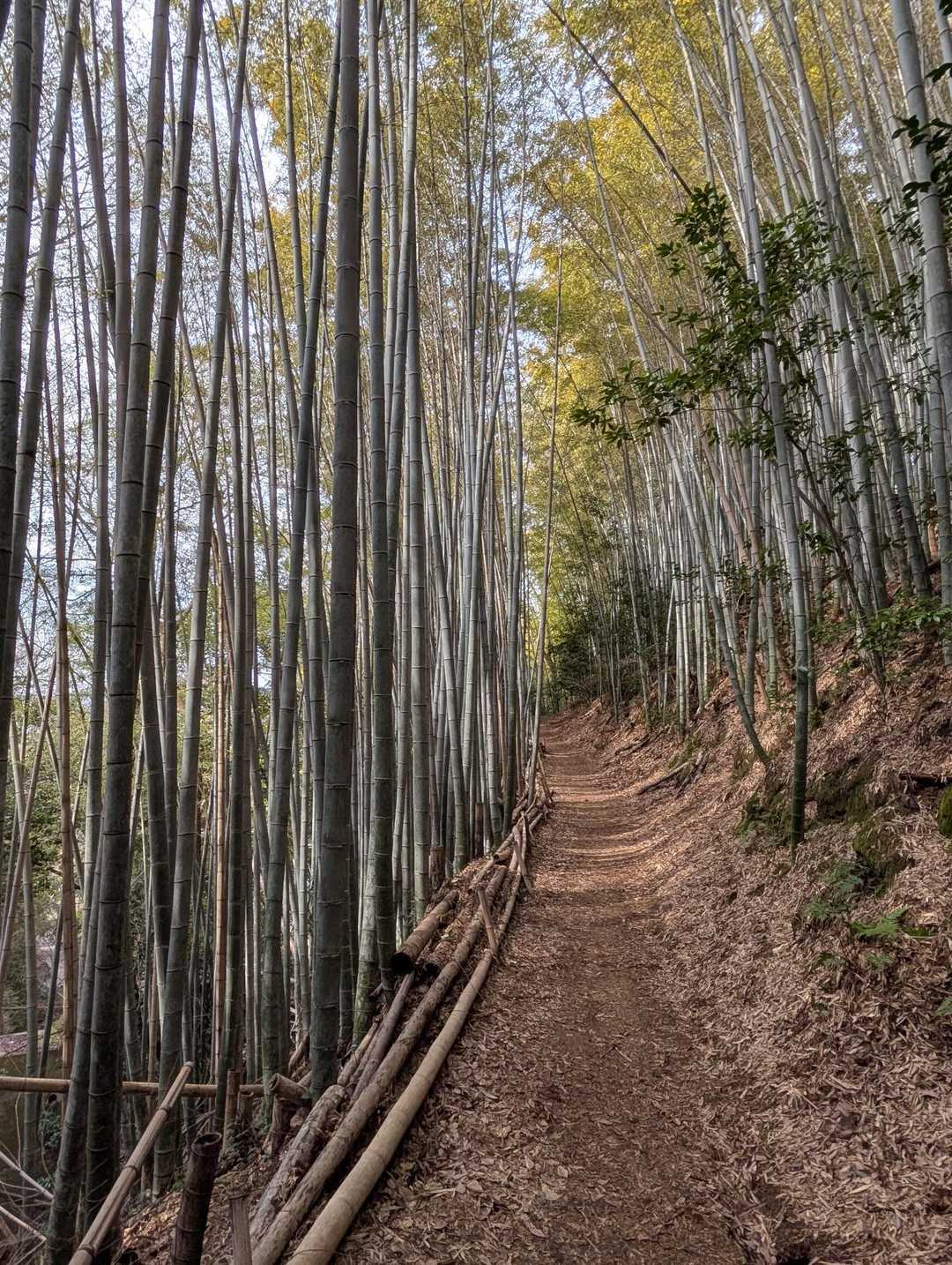 きれいな竹林ロード🥰