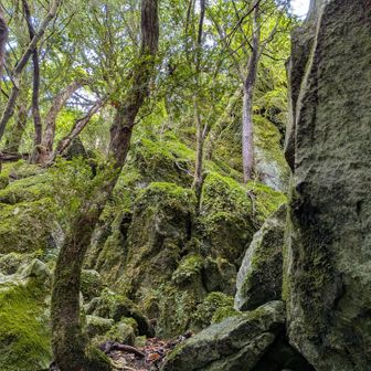 大岩もある苔岩の景色