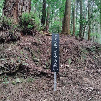 ここからセンペルセコイアの森が始まります