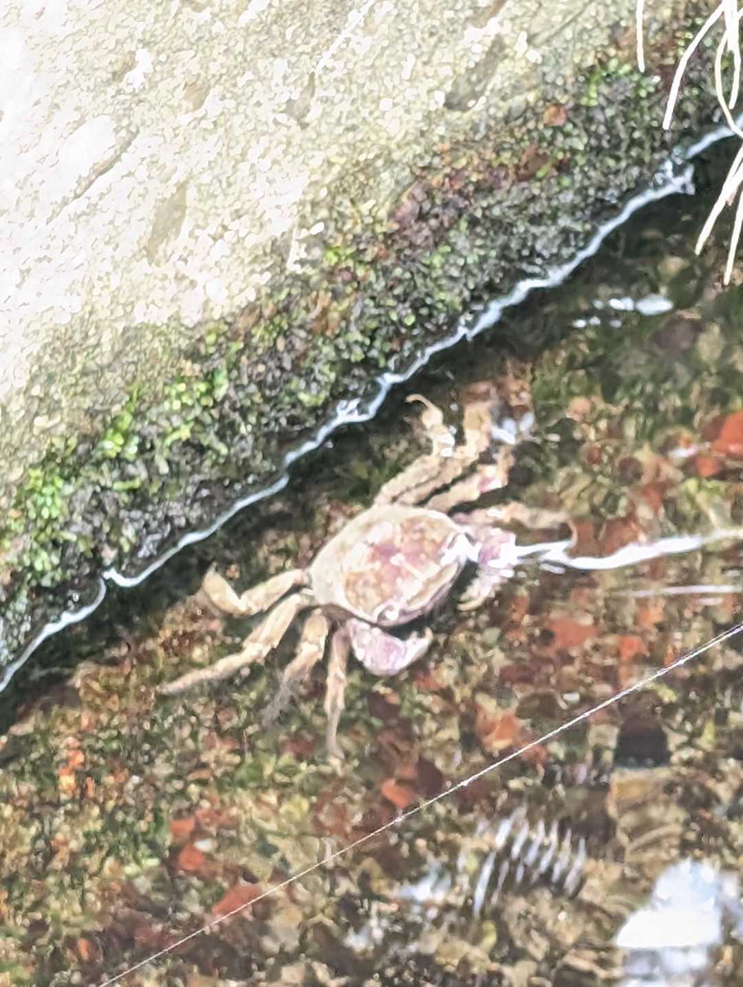 🦀