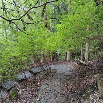 不動山の展望台の道中。はっきり言って眺望はない。でも道中はもみじだらけ。秋、冬に訪れたい。