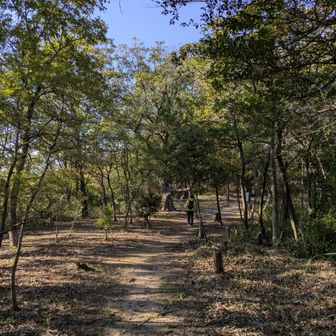 美しい登山道✨
しかし…藪蚊が🦟
念のために持ってきた虫除けネットをかぶりました💦