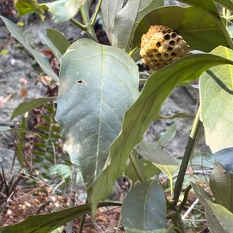 アオキの葉に小さな蜂の巣⁉︎