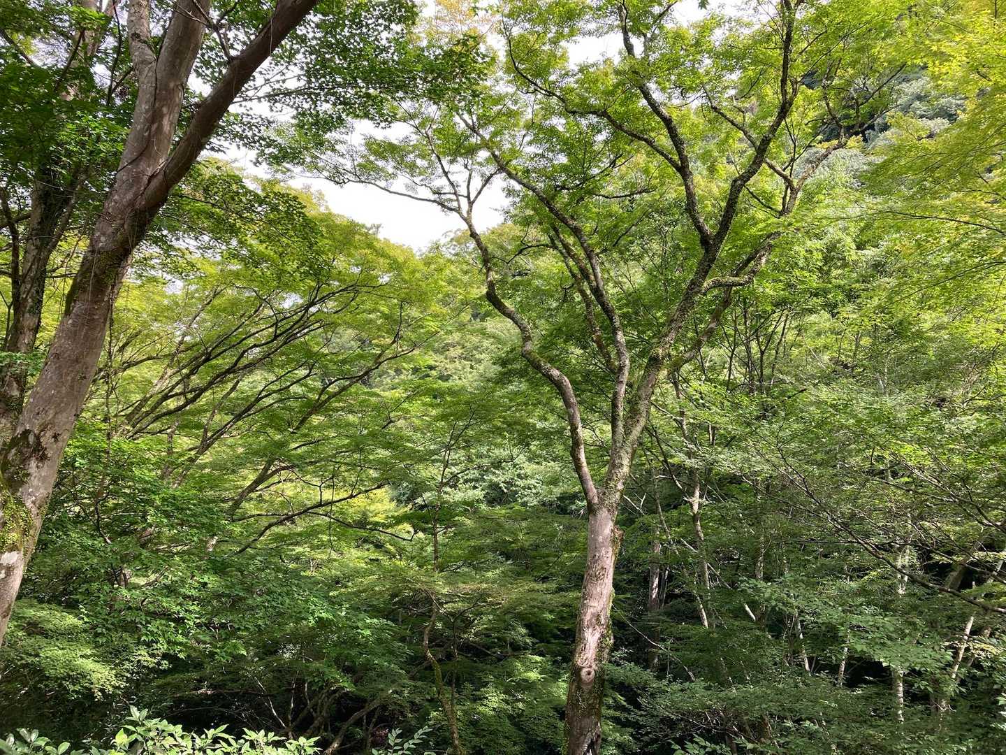 瀧安寺-石子詰登山口-箕面山 往復コースの写真