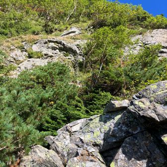 登り返しもどこから降りてきたかわからん…
この後、道を間違えたけど今回はトラバースせずにちゃんとわかる所まで引き返しました。
まっさんは1の経験値を得たw