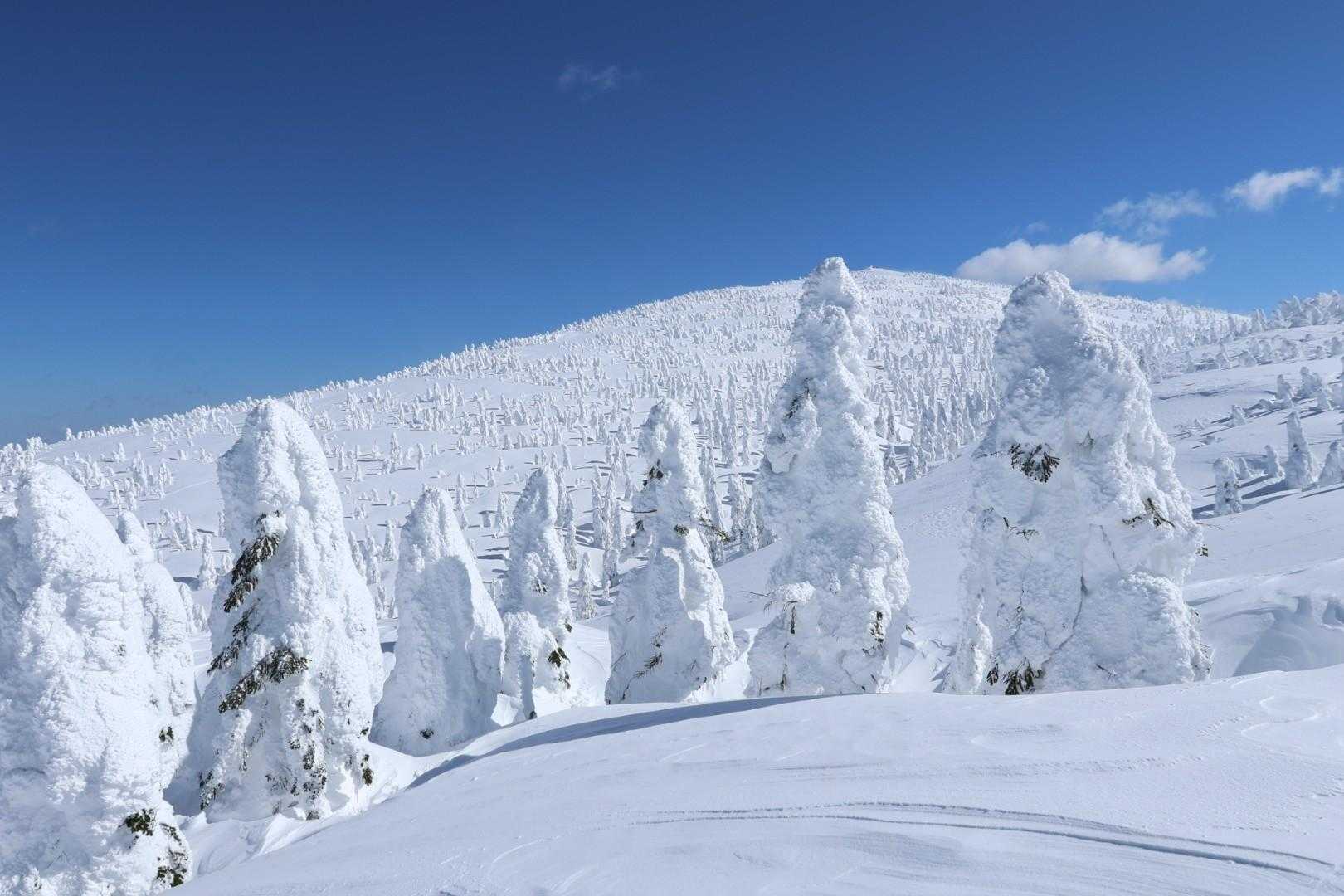 ゴンドラで手軽に天空の花畑へ。360度の絶景が迎える森吉山を往復の写真