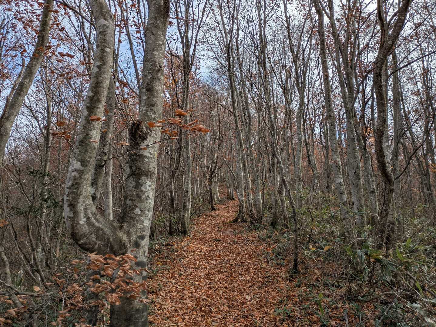 面白山 カモシカコース〜紅葉川 周回コースの写真