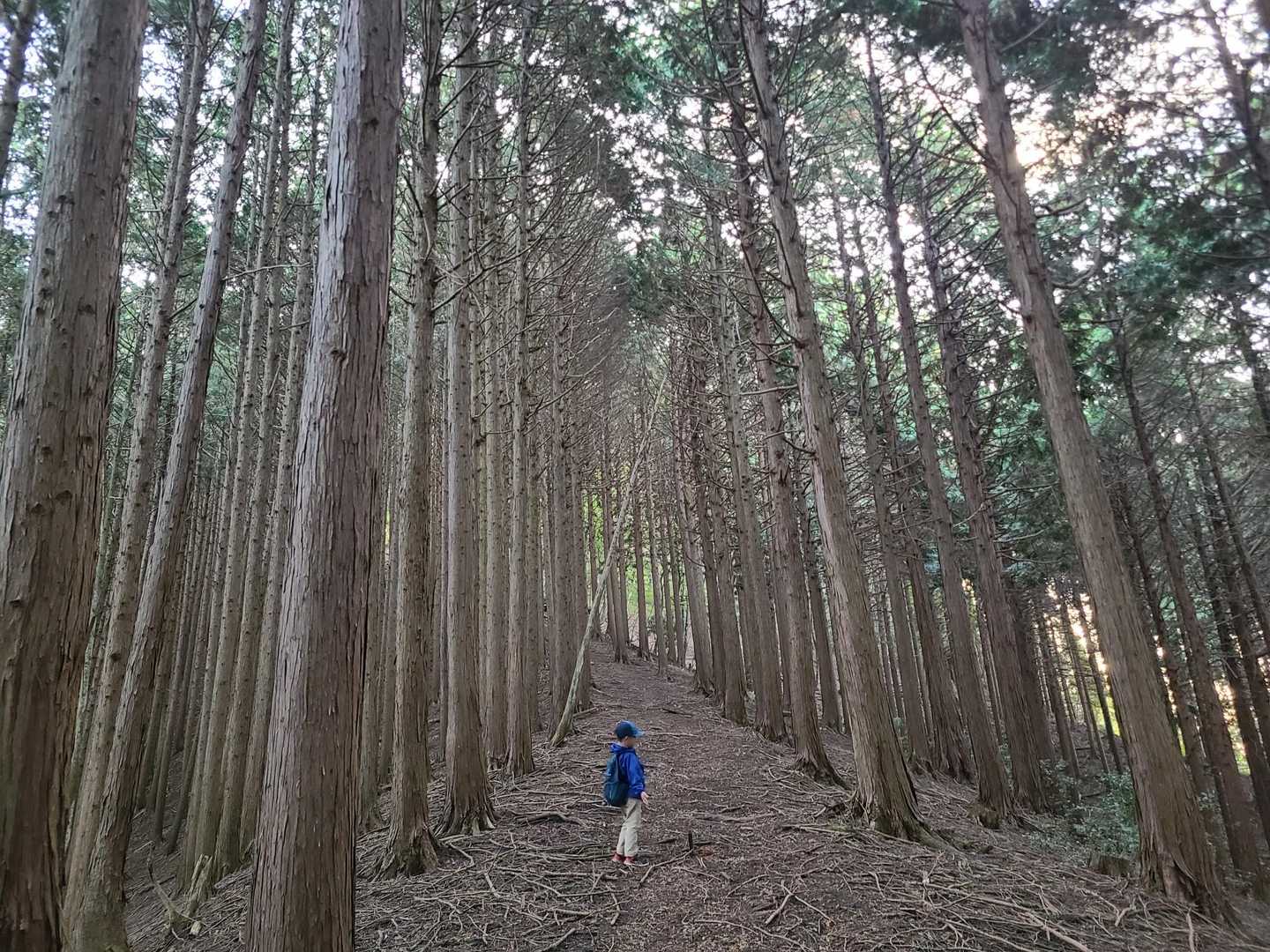 東屋-室尾山-男山 往復コースの写真