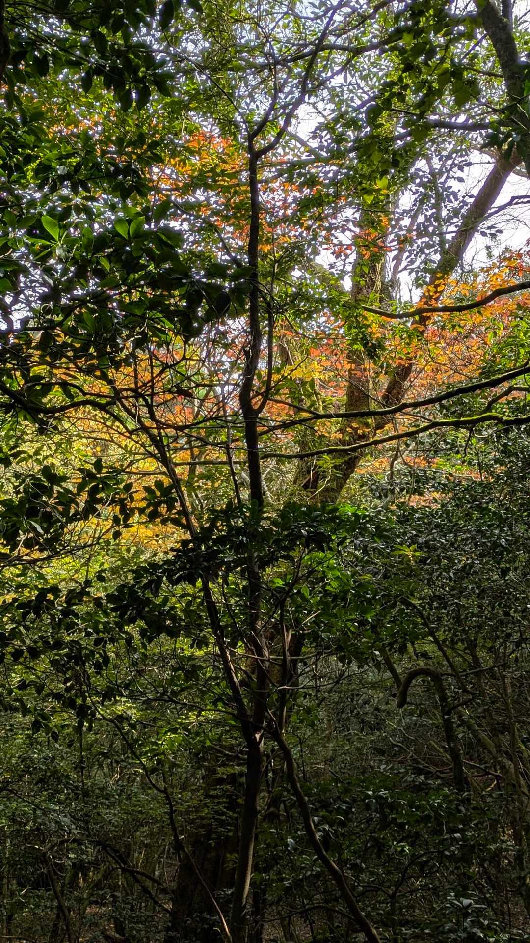 少し紅葉の気配が…