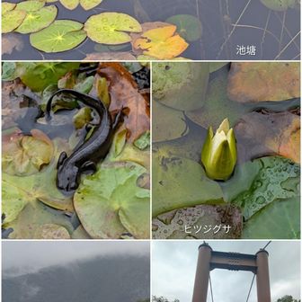 クロサンショウウオも見かけた