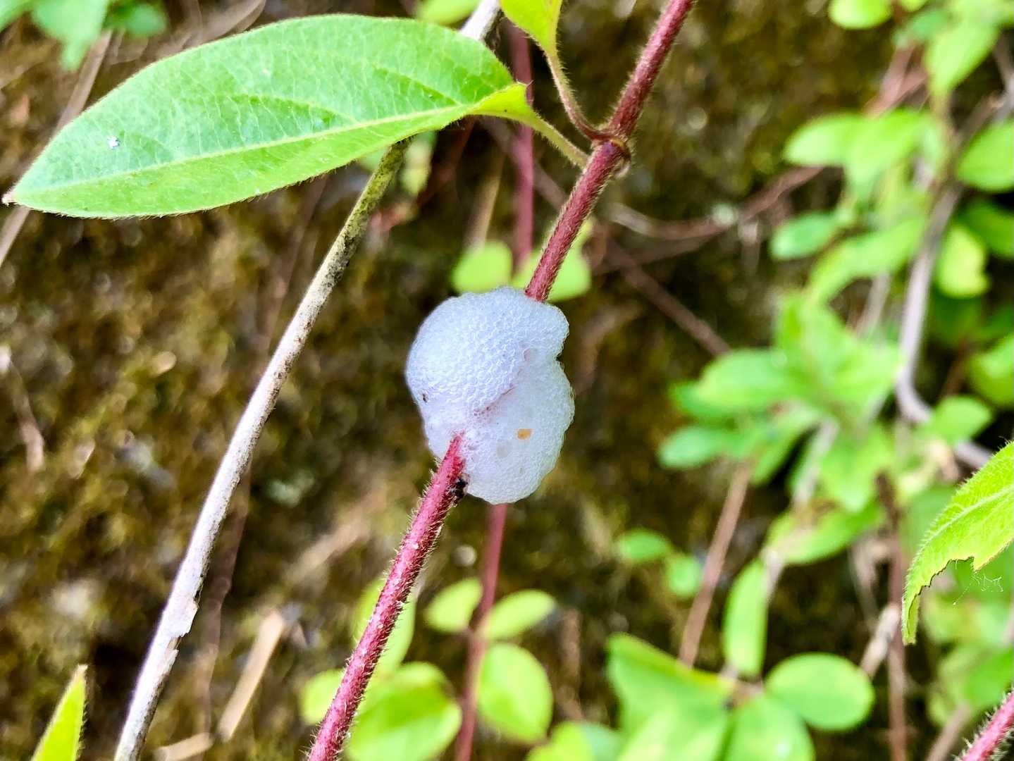 山を歩いていると時々植物にこんなアワアワを見かけますよね。この中には…