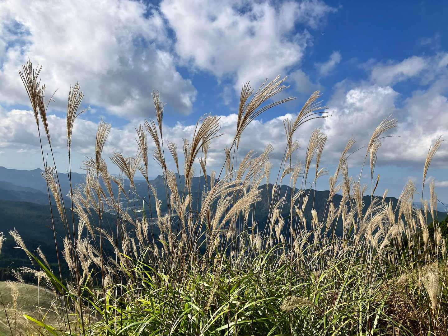 亀山峠-二本ボソ-倶留尊山-西浦峠-亀山 周回コースの写真
