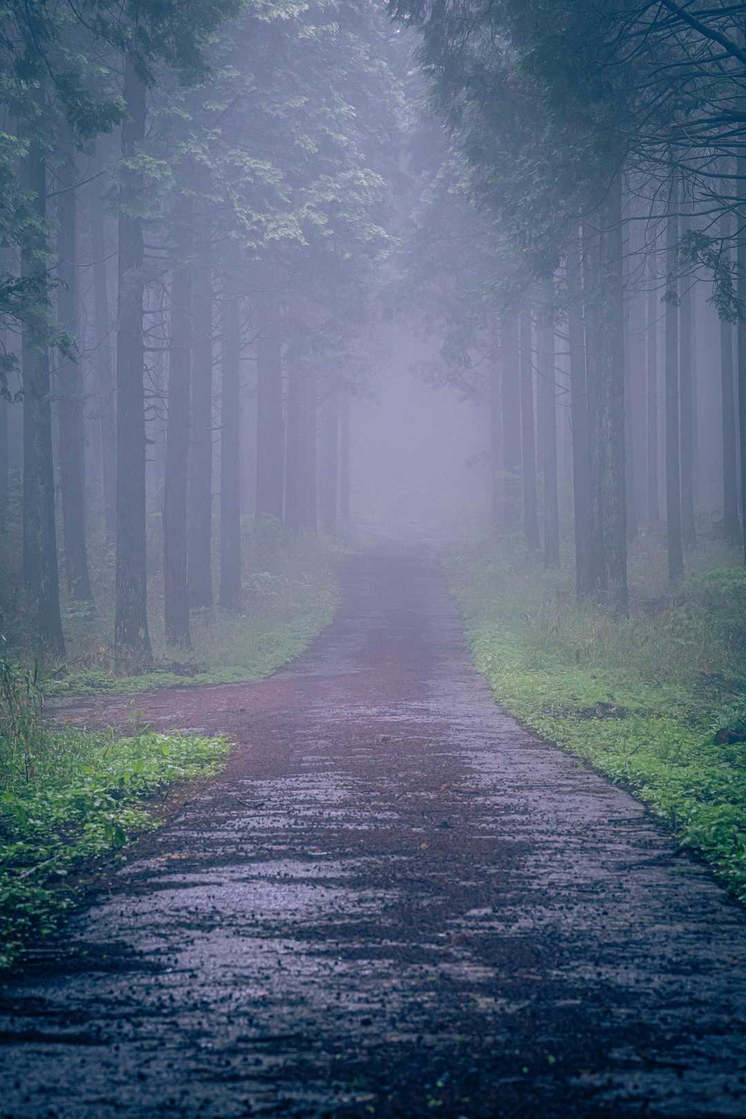 亀石山 往復コースの写真