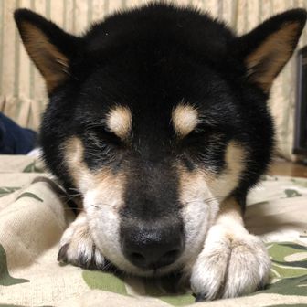 中濃のさすらい犬ワンジロー