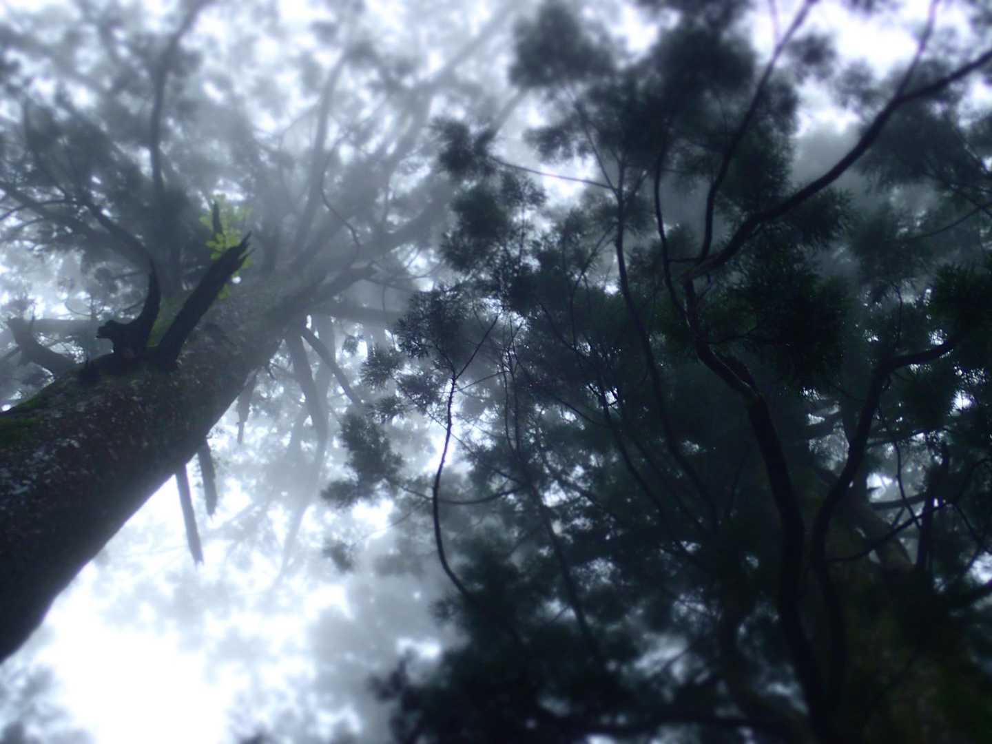 見上げるとモノトーンの世界⚪️⚫️