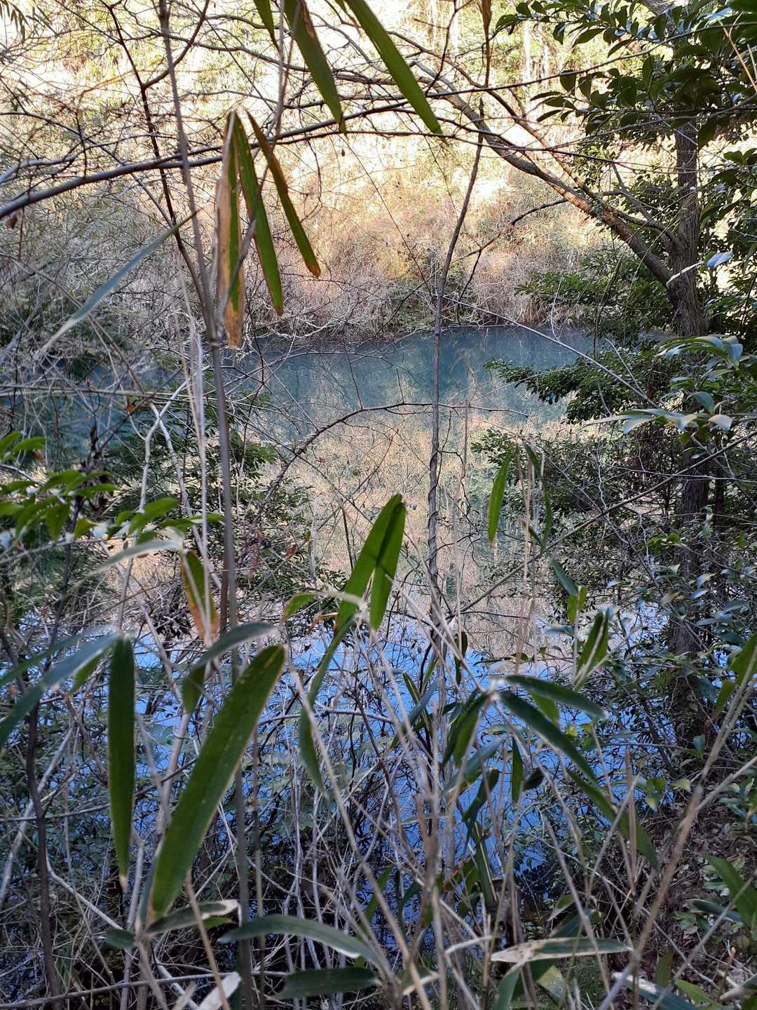 綺麗な青緑の沼かな?