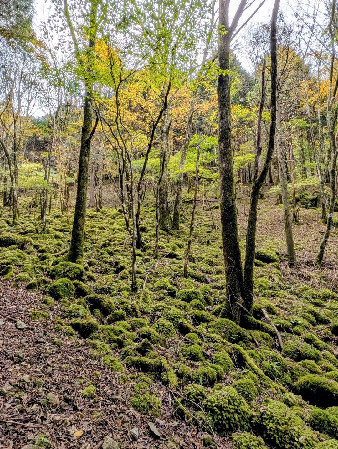 苔むした谷筋
