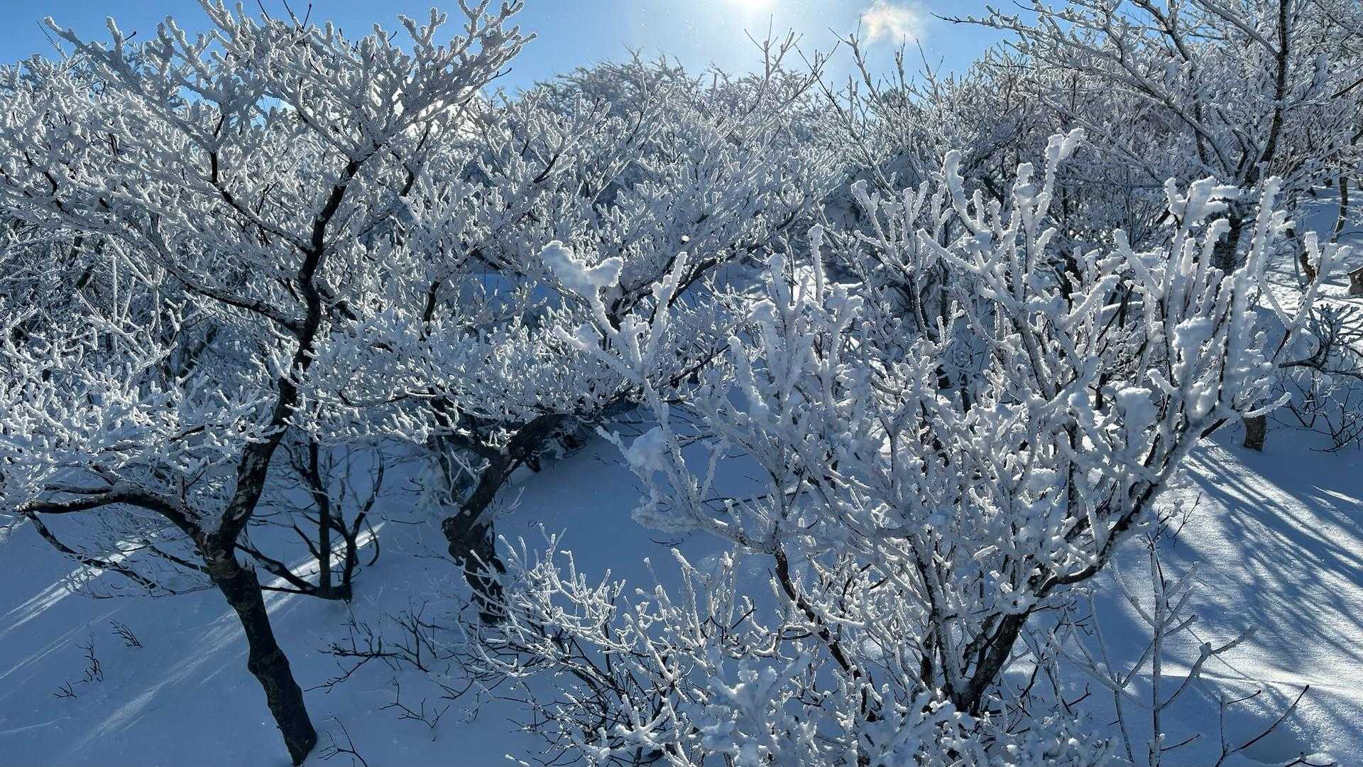 この先から霧氷がついてました。