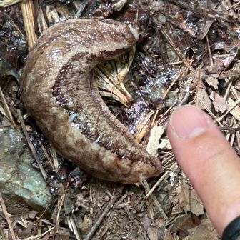 まぁ、とにかくナメクジ🐌にしては異常にデカイ❗️😱

🤭まさか新種発見か⁈
幅２㎝、長さ10㎝以上はありそうだけど❗️😲