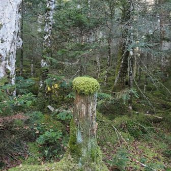 苔の帽子