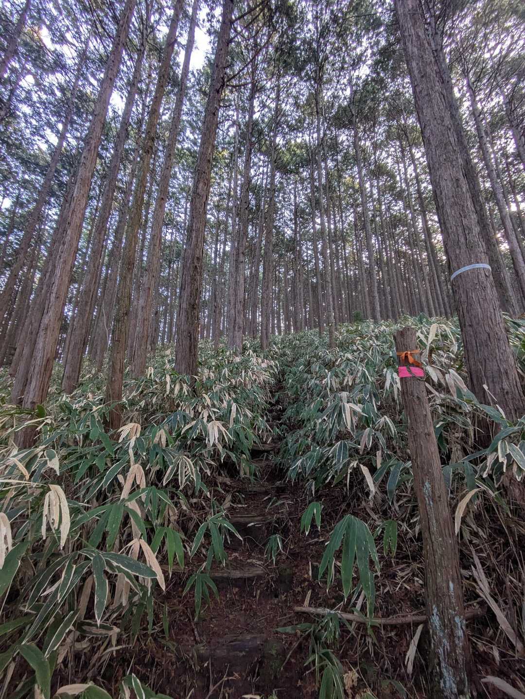 笹の道を登ります。この日は濡れてなくて助かった。
