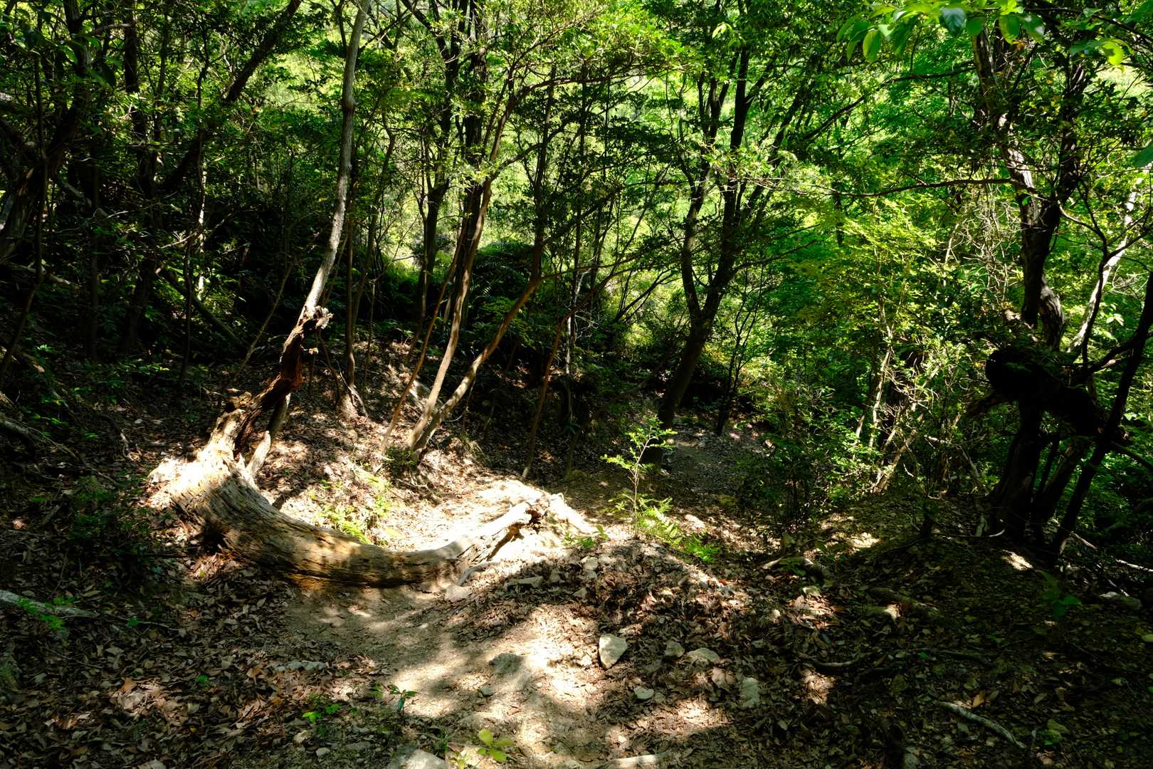 ほどなくして、登山道は急な下りに入る。難しい所は特に無いが、これを登りで歩くのは体力的に少々大変そうだ。