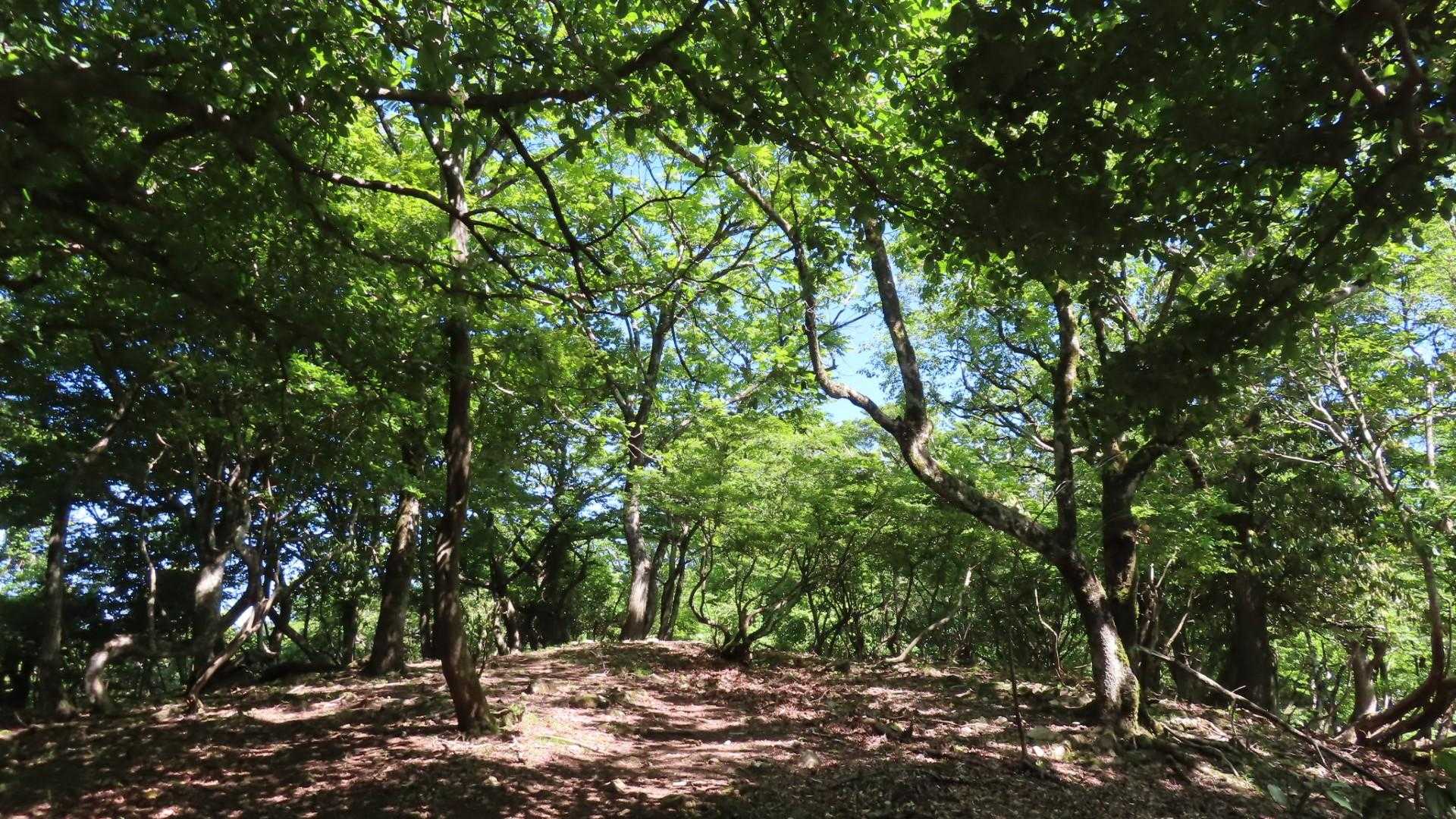 爽やかな尾根道歩きです