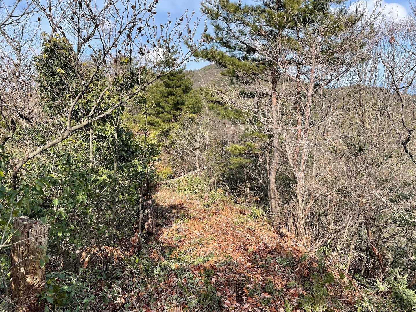 下山します。シダが刈られていて、綺麗な山道です