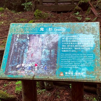 樹齢1,400年くらい？