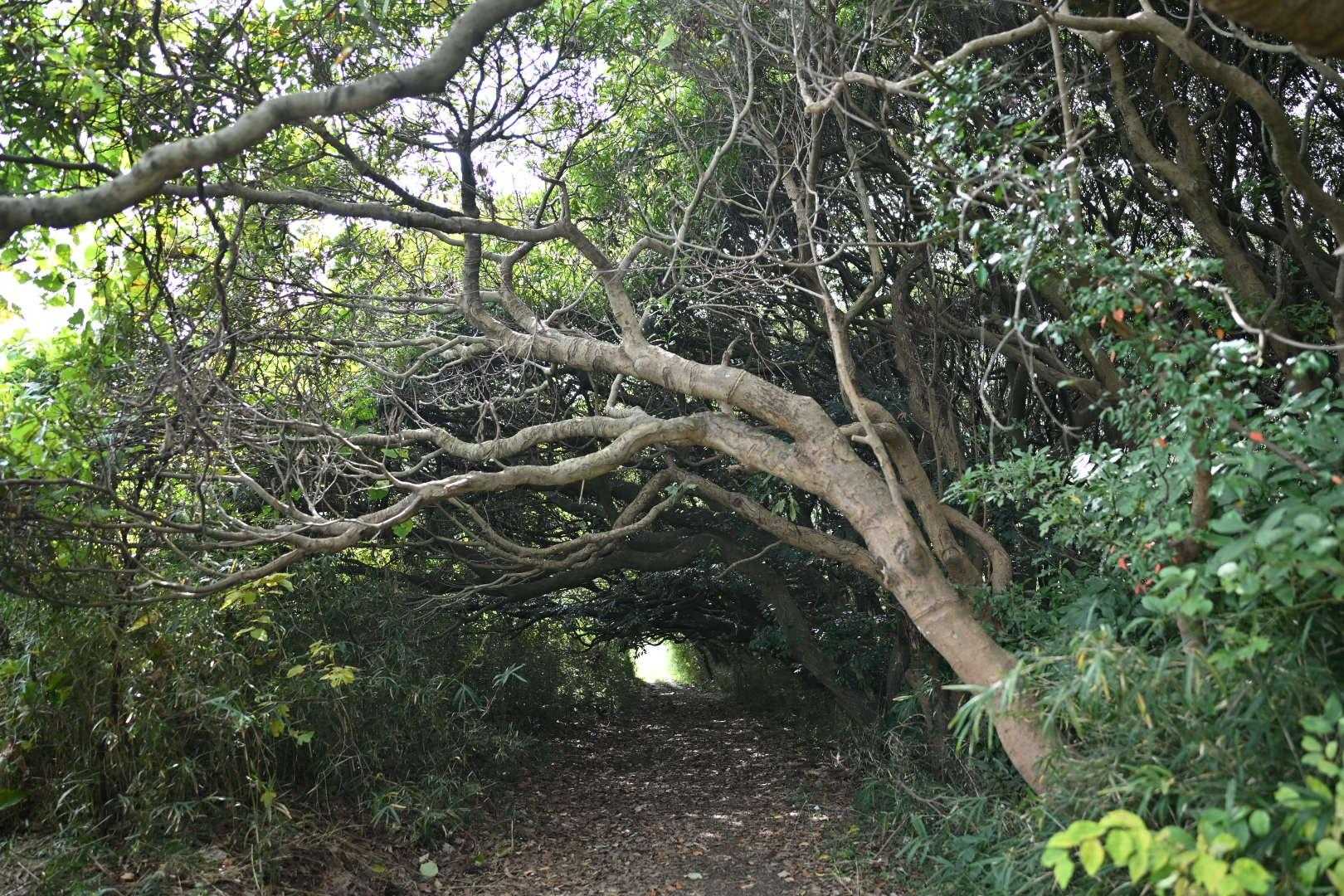 いつも横目に見て気になっているトンネル