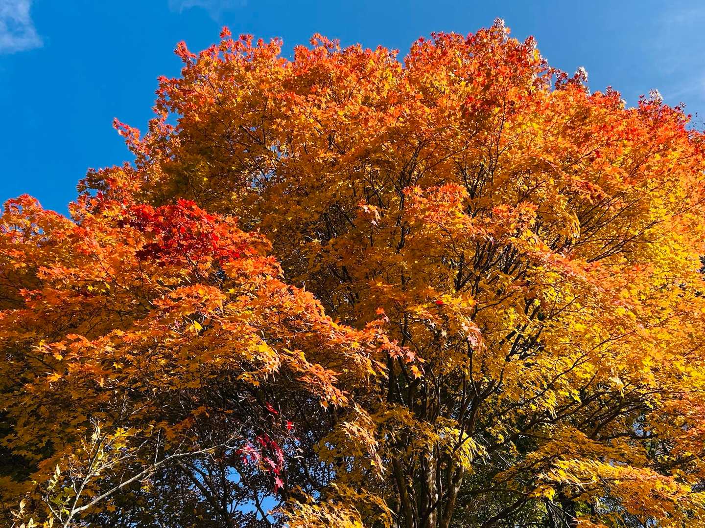 このイロハモミジ🍁♡  ̖́-
前来た時も綺麗だった🤩