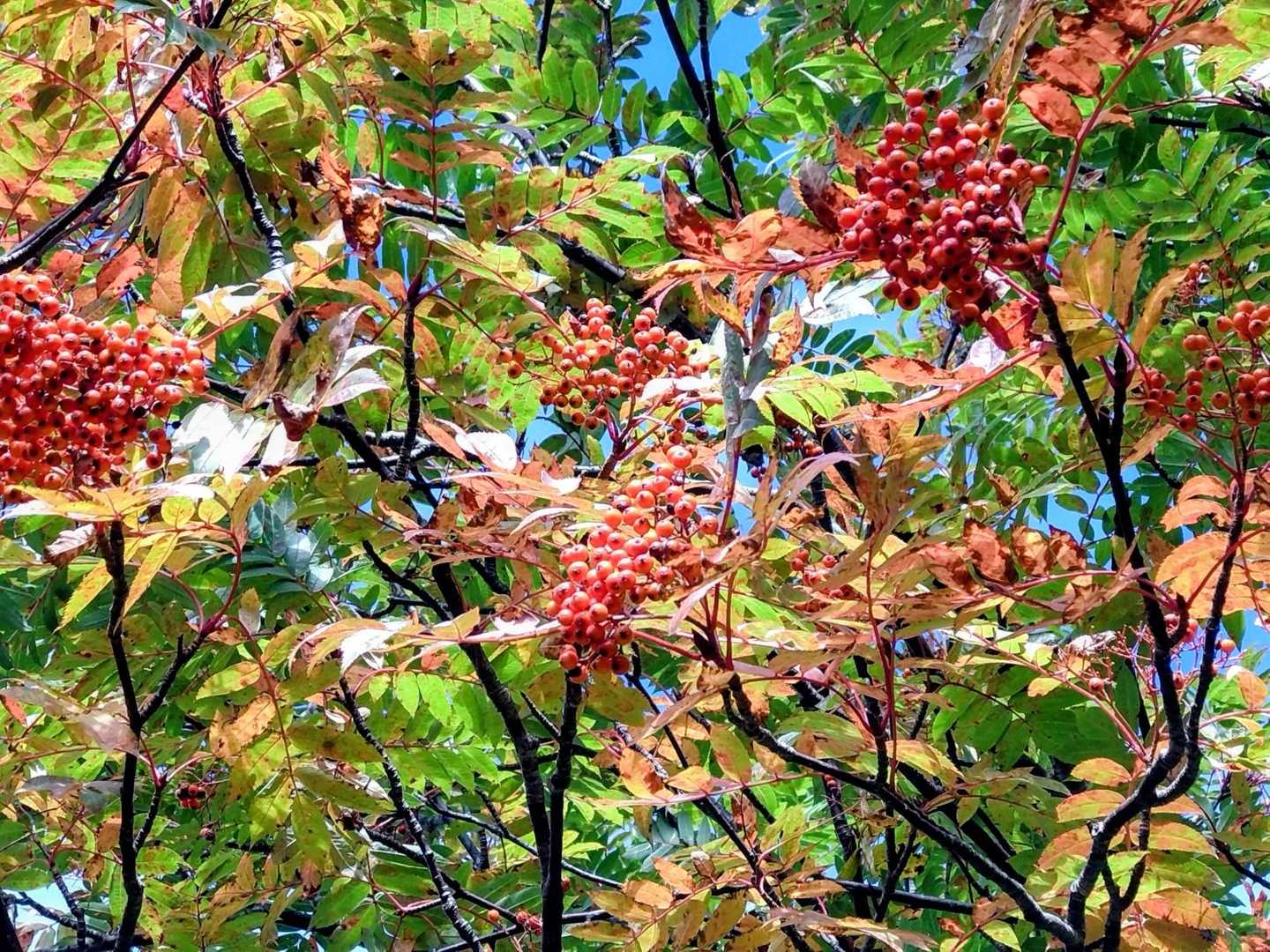 　　　　ナナカマドの赤い実🍁