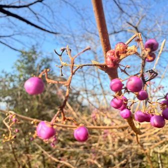 ヤブムラサキ💜