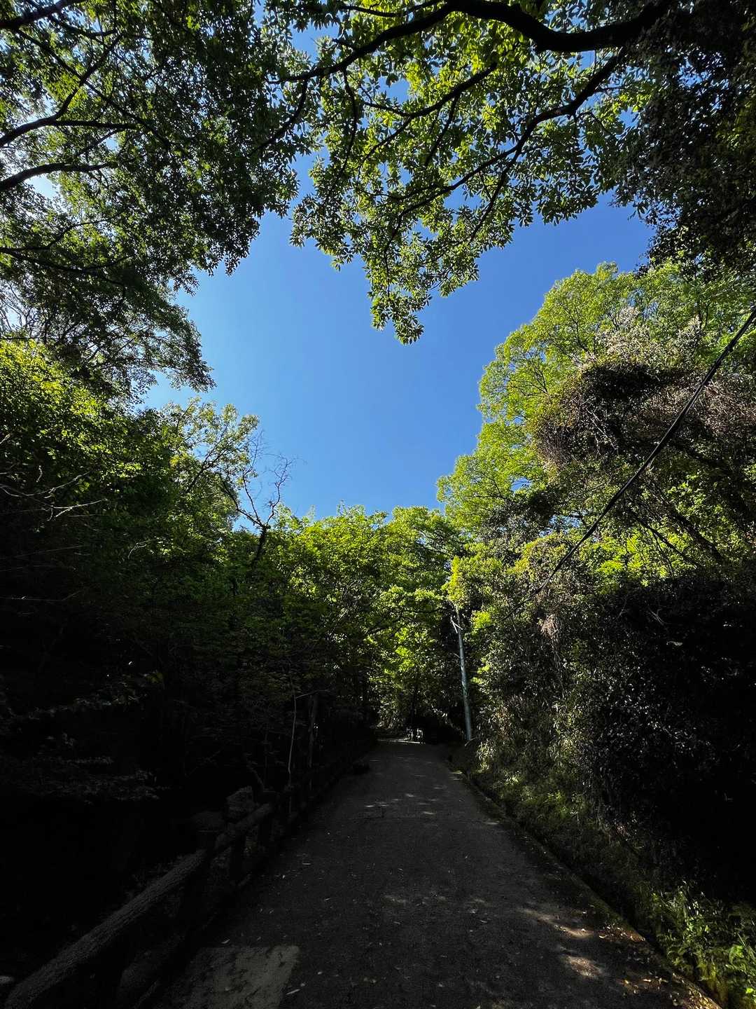 茶臼山 往復コースの写真