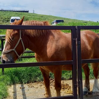 🐴