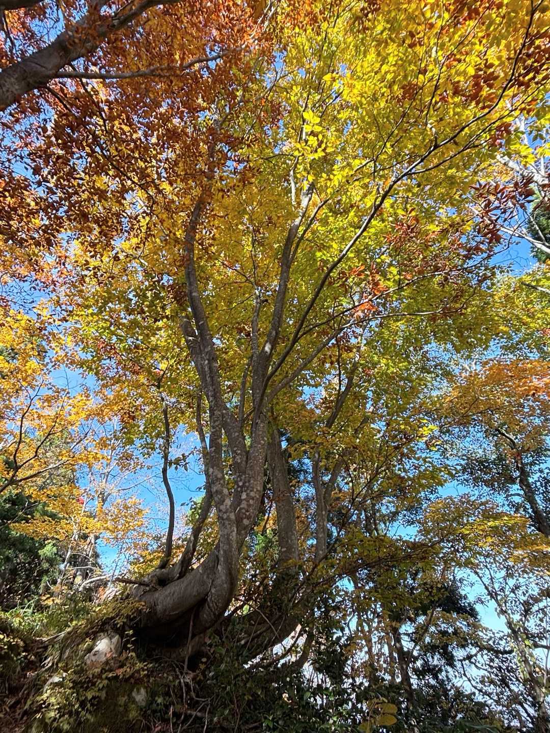 鳥越峠-大辻山 往復コースの写真
