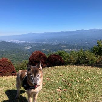 テンションがイマイチまだ上がらないアキ🐕