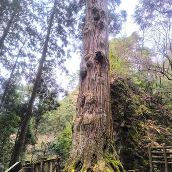 そして、そこから下ること5分くらいで鬼杉に到着です。でっかいのだけど神域だから柵の中にも入れないし、写真じゃあこの大きさ伝わらないな〜💦