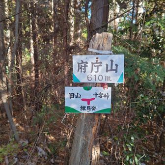 府庁山。変わった名前だ……と思ったら大阪府が地主に借りて一面に植林したことが由来らしい。どうりでやたらと林道が整備されてると思った。
府庁山を越えた辺りからは道が安定してきて良かった。