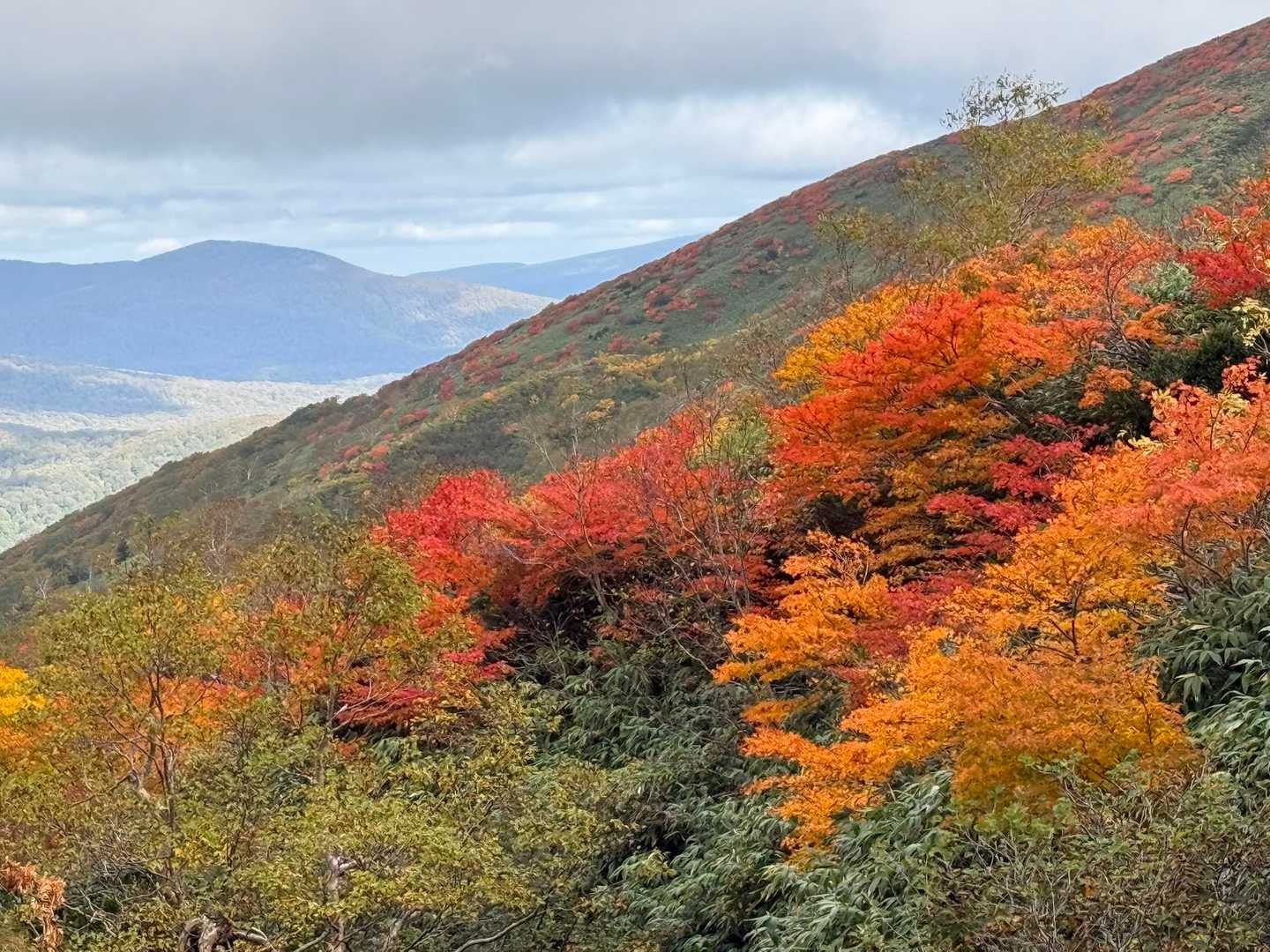 鮮やか～🍁🍁🍁