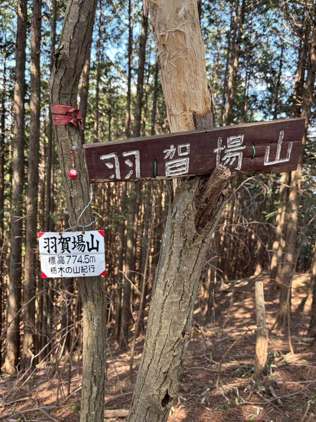 羽賀場山 往復コースの写真