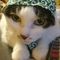 タカ🐈