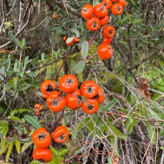 ピラカンサス

花の時期には気にも留めないけど、実が付くと目立ちますね。