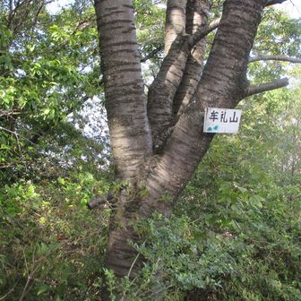 小牟礼山より20ｍ高い。三角点のある山です。撮影場所が三角点からです。反対を見れば金勝山北を見れば三上山がまともにみえます。