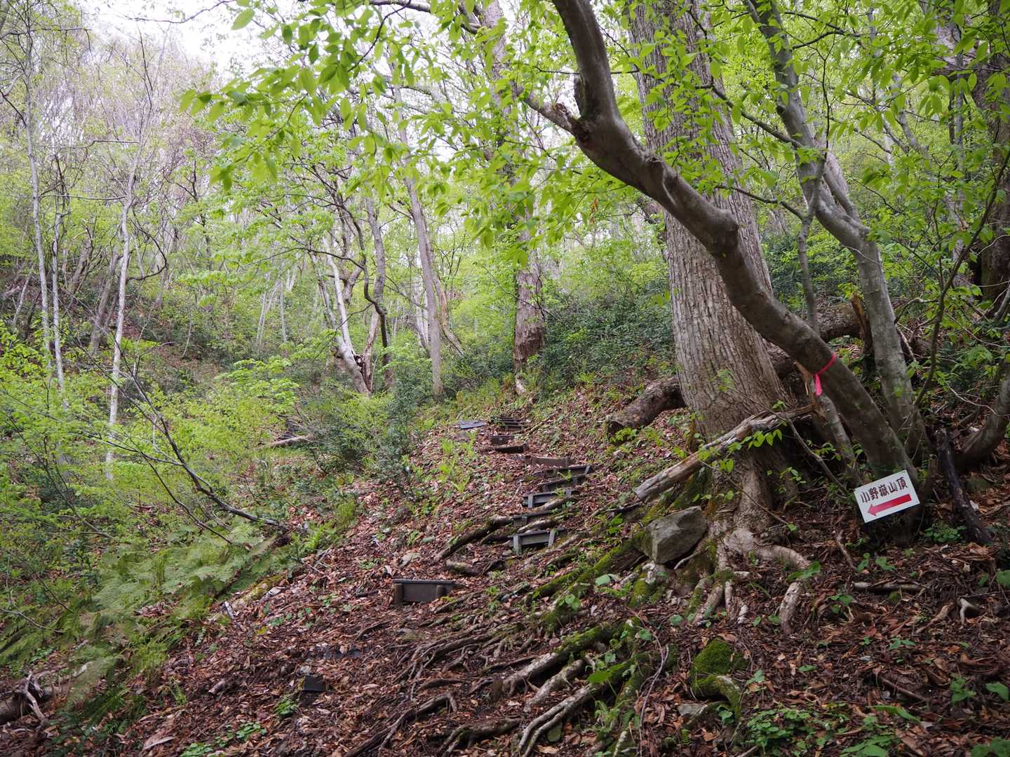 小野岳 往復コースの写真